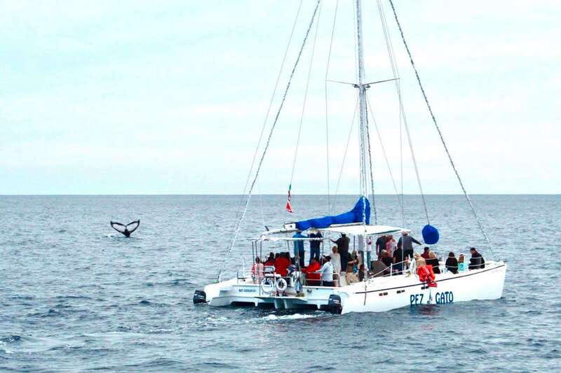 Cabo San Lucas: Whale Watching Catamaran Experience - Why this two-hour cruise works well in Cabo