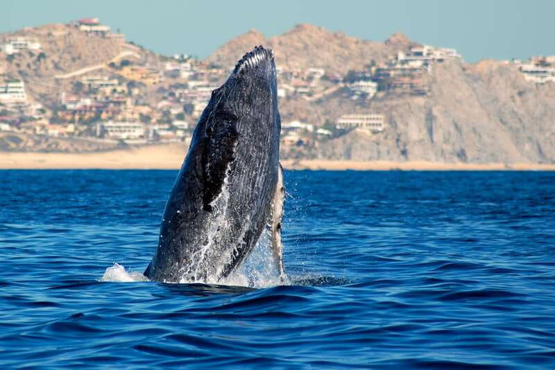 Cabo San Lucas: Whale Watching Catamaran Experience - The Arch and Land’s End from the water