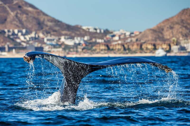 Cabo San Lucas: Whale Watching Catamaran Experience - Searching for whales near Cabo