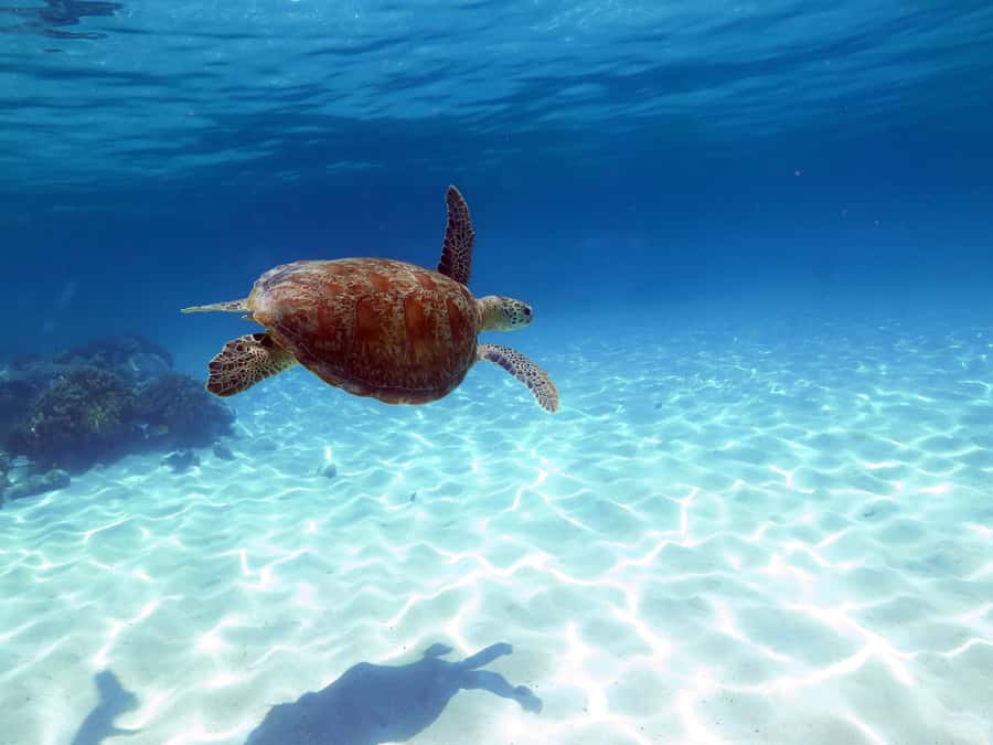 Cairns: Ocean Spirit Great Barrier Reef Full Day Tour - Sailing out from Cairns on a 32-meter catamaran