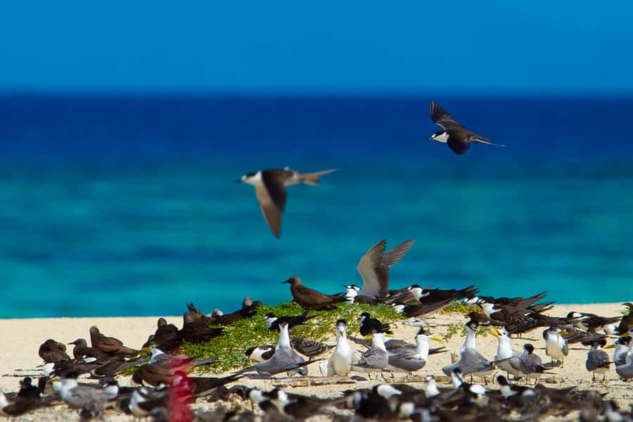 Cairns: Ocean Spirit Great Barrier Reef Full Day Tour - The return sail with sparkling wine