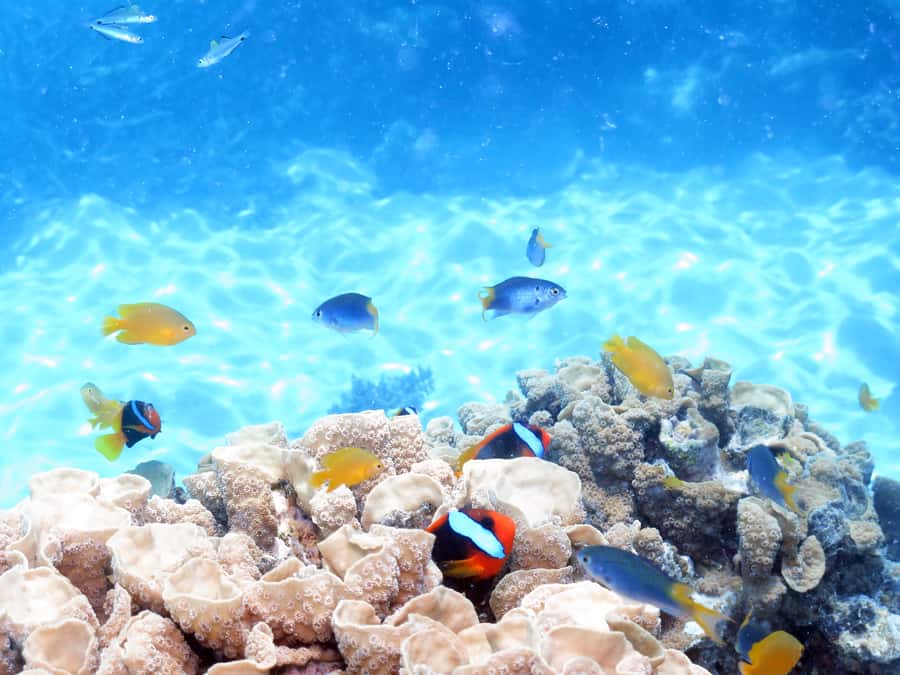 Cairns: Ocean Spirit Great Barrier Reef Full Day Tour - The final call on Ocean Spirit Michaelmas Cay