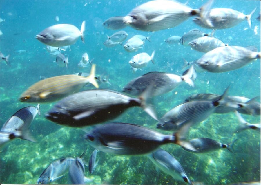 Cap Norfeu: Costa Brava Catamaran Trip with Underwater Views - What this Costa Brava cruise actually offers