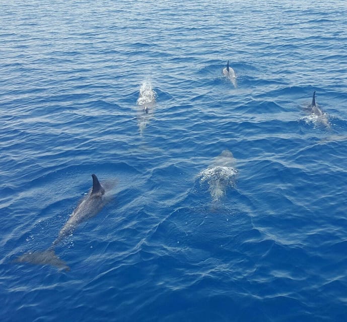 Captain's Choice: Dolphin Watch Sunset Sail - Key West landmarks from the water