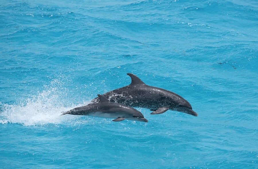 Captain's Choice: Dolphin Watch Sunset Sail - What the included food and drinks are worth