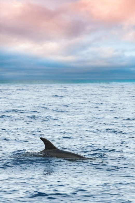 Captain's Choice: Dolphin Watch Sunset Sail - Reliability, cancellations, and the early-season warning