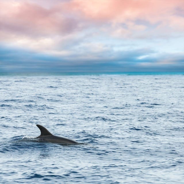 Captain's Choice: Dolphin Watch Sunset Sail - Looking for dolphins beyond the harbor