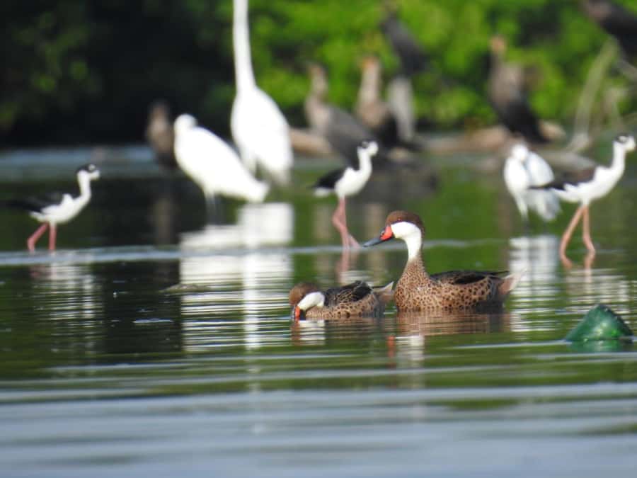 Cartagena: Private Sail in the mangrove GUIDE in ENGLISH - Key details before you book