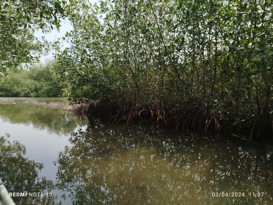 Cartagena: Private Sail in the mangrove GUIDE in ENGLISH - Birds, crabs, and the Pantano de la Virgen