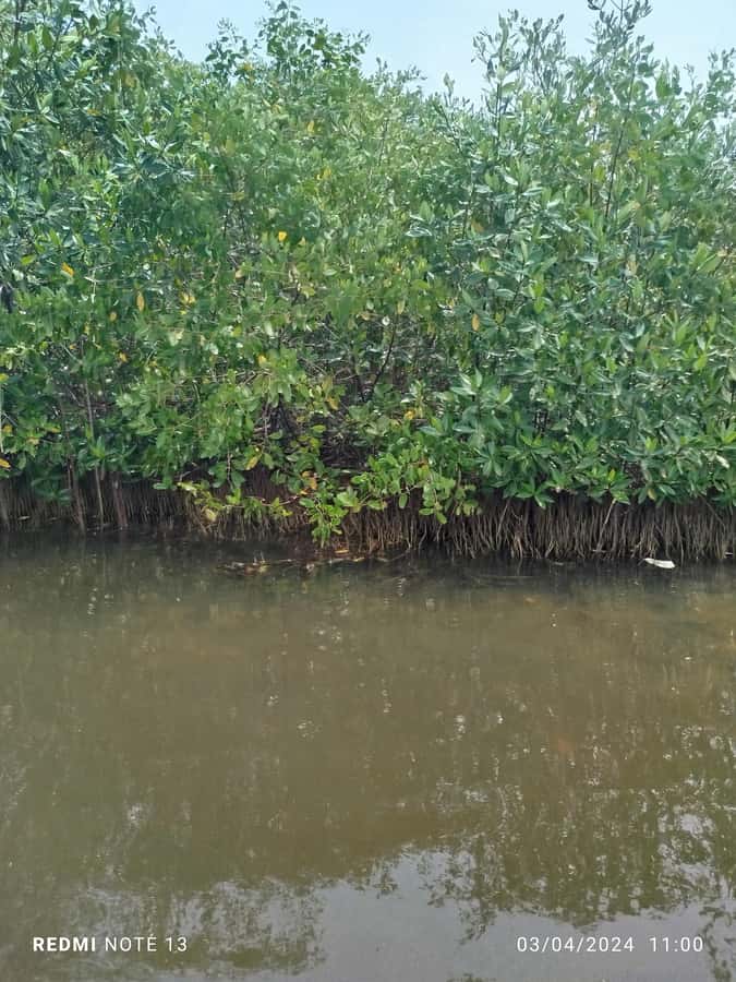 Cartagena: Private Sail in the mangrove GUIDE in ENGLISH - The English guide question