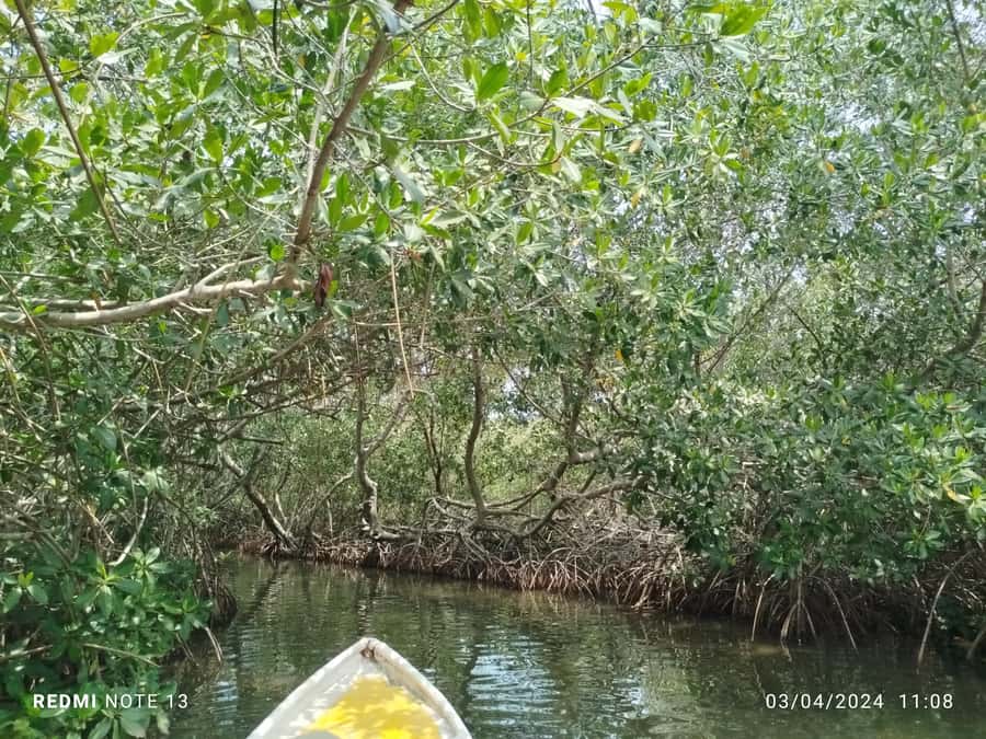 Cartagena: Private Sail in the mangrove GUIDE in ENGLISH - What happens inside the three tunnels