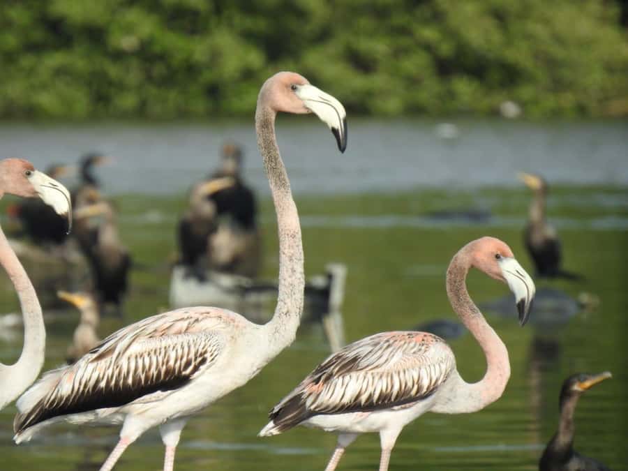 Cartagena: Sail in the mangroves of Cartagena - Watching birds, crabs, and small water life