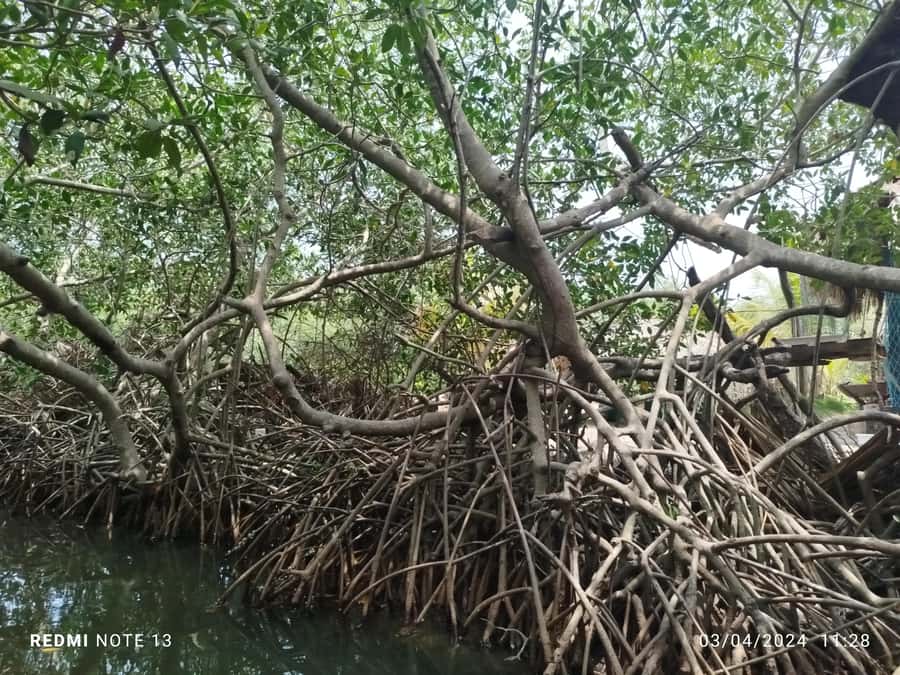 Cartagena: Sail in the mangroves of Cartagena - What the guide adds to the canoe ride
