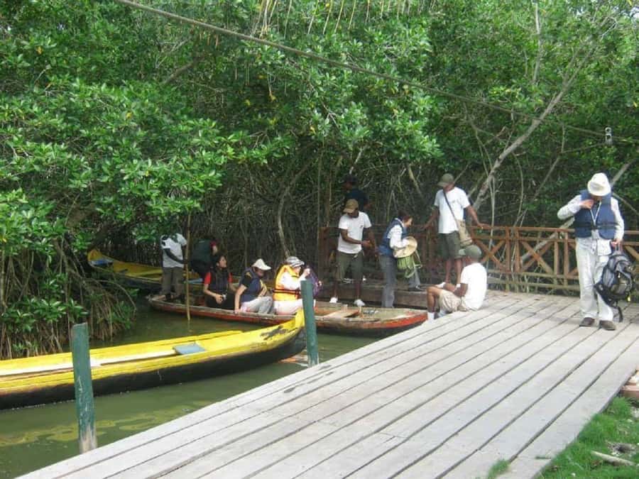 Cartagena: Sail in the mangroves of Cartagena - Timing, comfort, and access