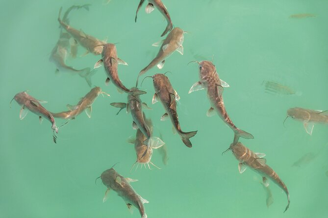 Catamaran Adventure: Sailing and Swimming in the Bacalar Lagoon - Fruit, cold drinks, and the three-beer limit