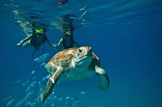Catamaran and Snorkeling Cruise At Carlisle Bay - What the $145.95 price really buys