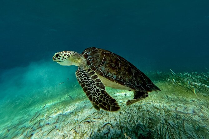 Catamaran Cruise in Riviera Maya With Snorkeling & Beach Club - Should you book the Maroma catamaran cruise?
