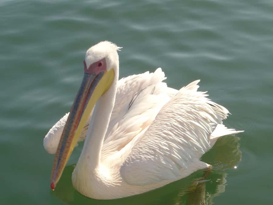 Catamaran Dolphin Cruise and Sandwich Harbour Tour - From Swakopmund to Walvis Bay’s working waterfront