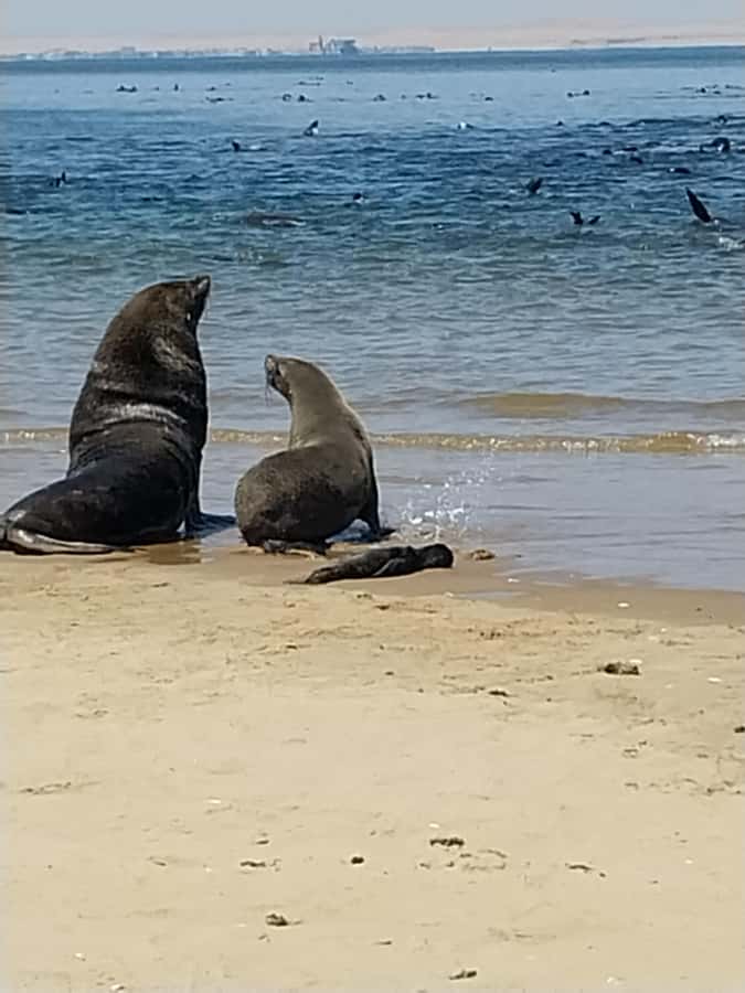 Catamaran Dolphin Cruise and Sandwich Harbour Tour - Leaving the water for the !Nara Valley