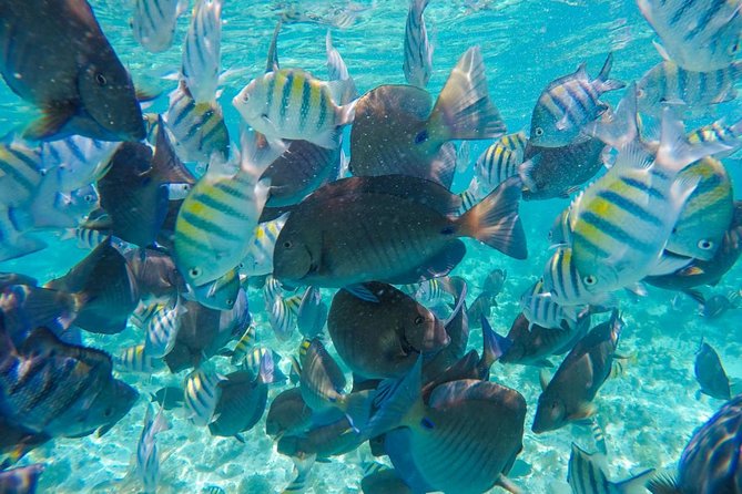 Catamaran Group Sightseeing, Snorkeling Tour Isla Mujeres - What the crew does well, and where you need to take charge