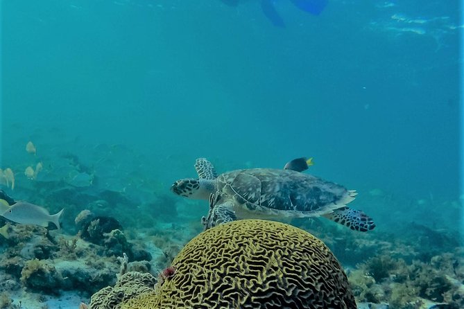 Catamaran Group Sightseeing, Snorkeling Tour Isla Mujeres - Who should book this catamaran outing