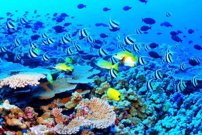 Catamaran Sail and Snorkeling Tour with Open Bar in Puerto Morelos - Who will enjoy this catamaran trip?