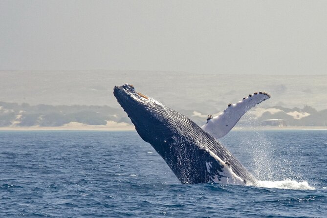 Catamaran Sailing Tour or Whale Watching at Boa Vista - A small catamaran makes a big difference