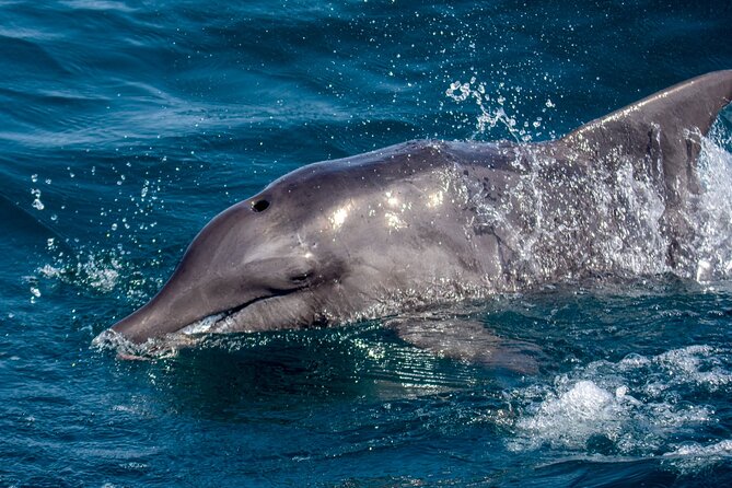 Catamaran Sailing Tour or Whale Watching at Boa Vista - Winter whale watching under sail
