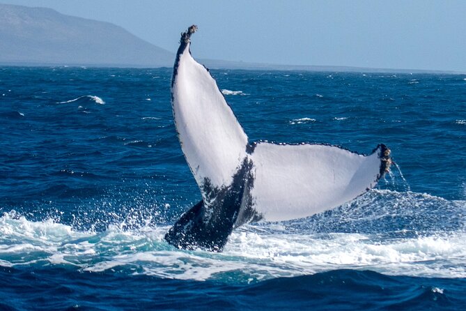 Catamaran Sailing Tour or Whale Watching at Boa Vista - Marc’s personal style and the onboard atmosphere