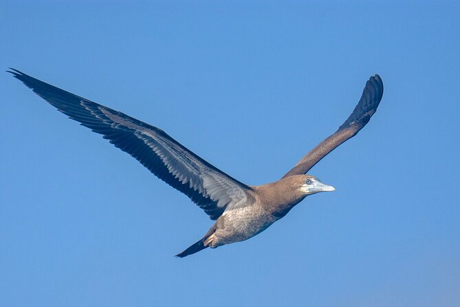 Catamaran Sailing Tour or Whale Watching at Boa Vista - What the $84.92 price includes