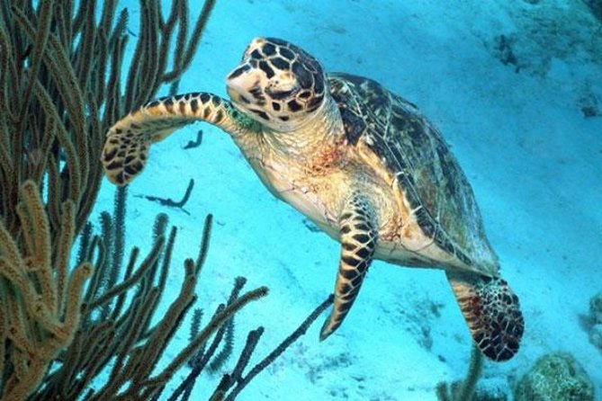 Catamaran Snorkel & BBQ Sail (cruise friendly) - Guided Snorkeling in Bonaire Marine Park
