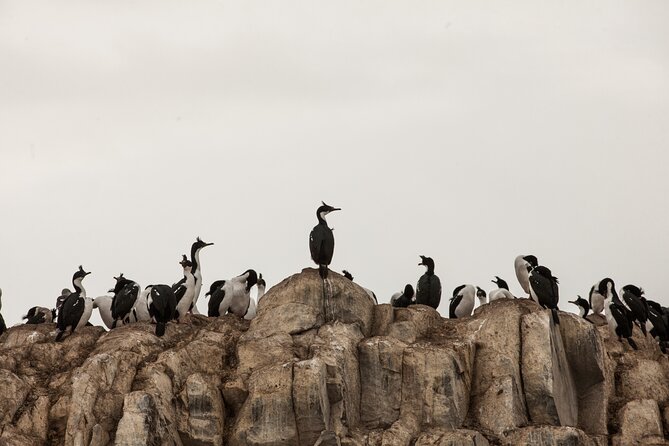 Catamaran Tour through the Beagle Channel and Penguins in Isla Martillo - Isla de los Pájaros and the first wildlife sightings