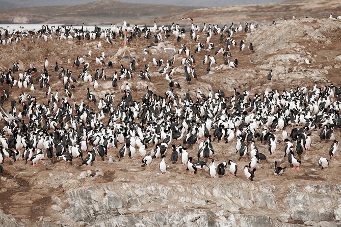 Catamaran Tour through the Beagle Channel and Penguins in Isla Martillo - Is $240 a fair price?