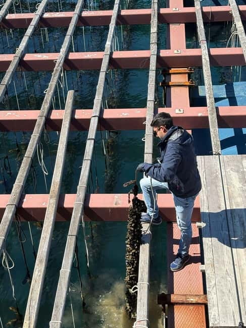 Catamaran trip and visit to the mussel nurseries with a snack - Seeing how Valencian clóchinas are raised