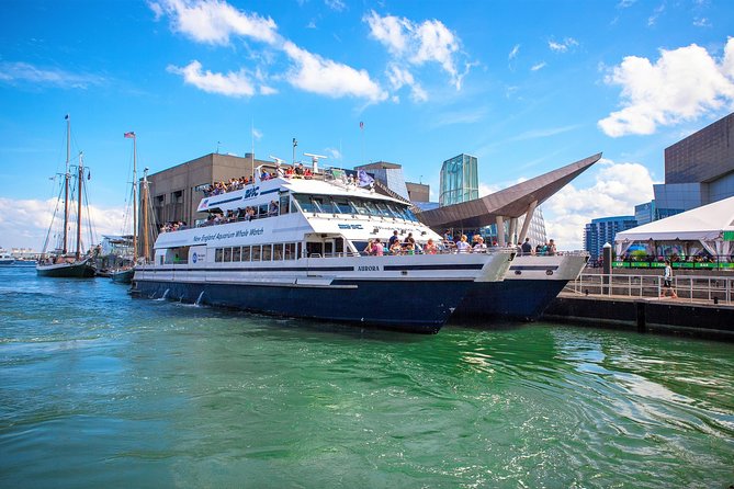 City Cruises Boston Whale Watching Cruise by High-Speed Boat - From Long Wharf to open water