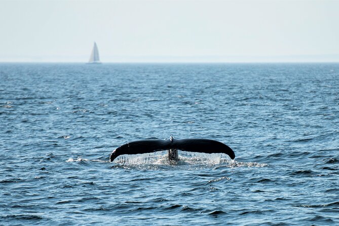City Cruises Boston Whale Watching Cruise by High-Speed Boat - The naturalist narration is worth your attention