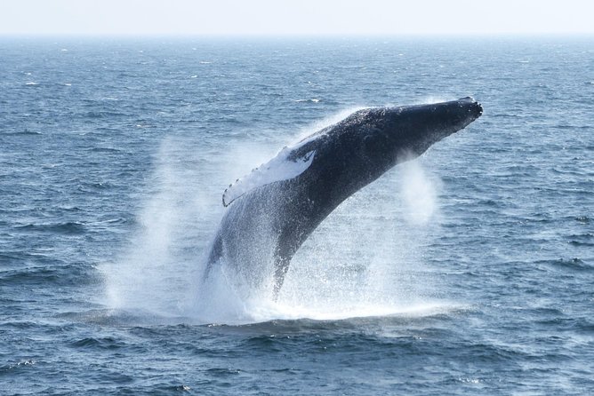 City Cruises Boston Whale Watching Cruise by High-Speed Boat - Whale sightings: wonderful when they happen, never guaranteed