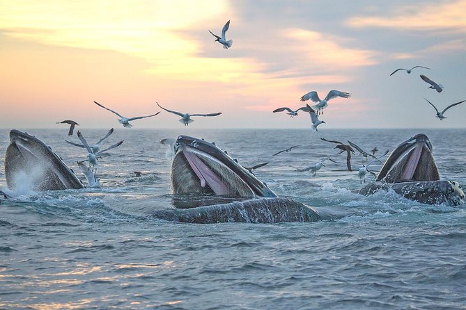 City Cruises Boston Whale Watching Cruise by High-Speed Boat - Comforts on board, and a few compromises