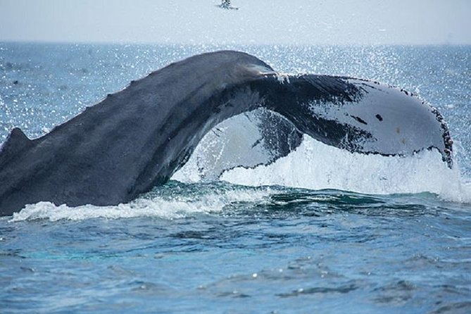 City Cruises Boston Whale Watching Cruise by High-Speed Boat - Why Stellwagen Bank matters