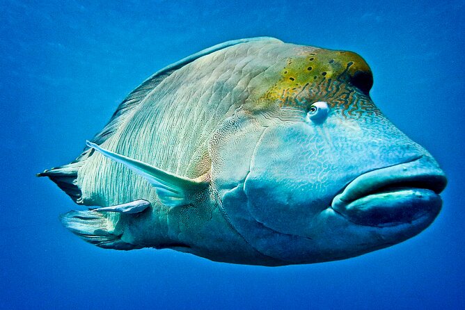 Coral Sea Dreaming Overnight Dive, Snorkel and Sail - Scuba or snorkeling: choosing the right version