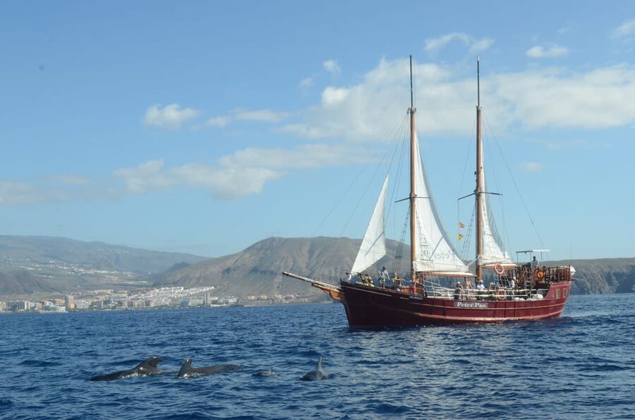 Costa Adeje: Respectful Whale-Watching Sailboat Tour & swim - Should you book the Shogun whale-watching cruise?