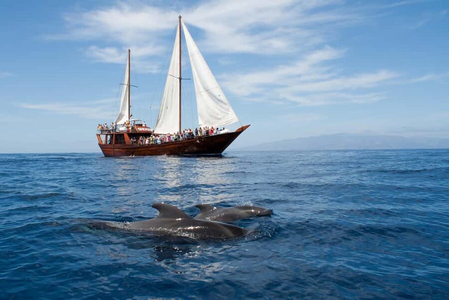 Costa Adeje: Respectful Whale-Watching Sailboat Tour & swim - A respectful wildlife outing, not a chase