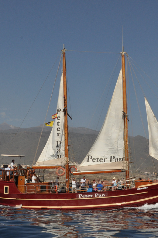 Costa Adeje: Respectful Whale-Watching Sailboat Tour & swim - The swim stop and what sea conditions mean