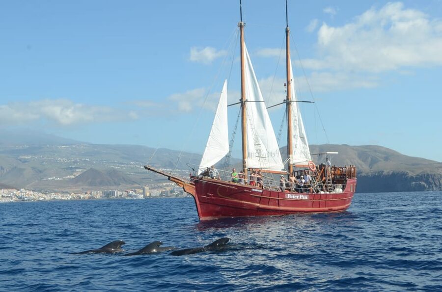 Costa Adeje: Respectful Whale-Watching Sailboat Tour & swim - Food, drinks, and the onboard rhythm