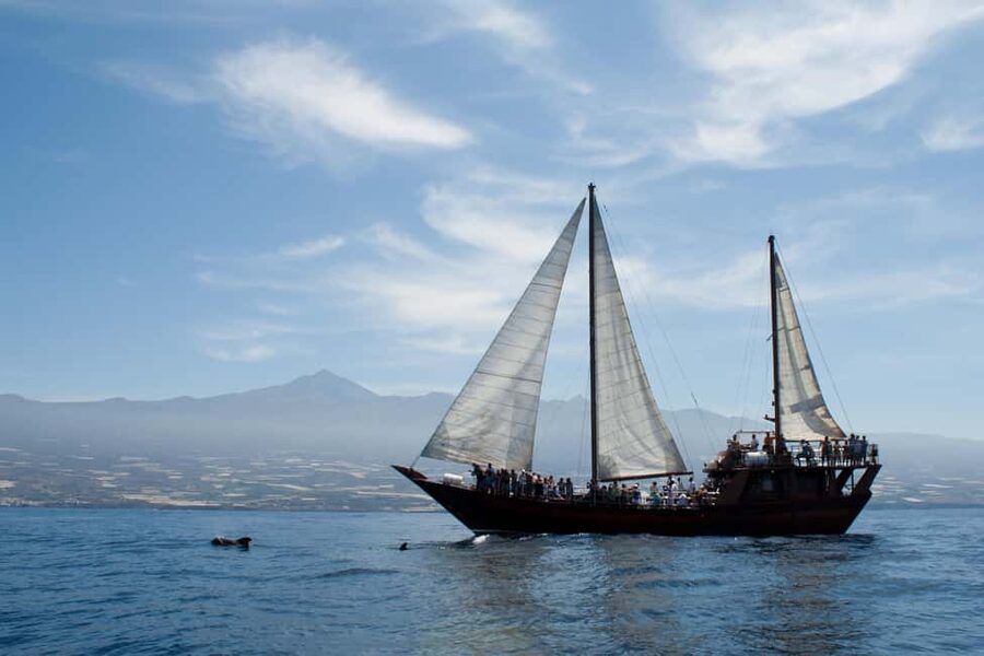 Costa Adeje: Respectful Whale-Watching Sailboat Tour & swim - The practical details that affect your day