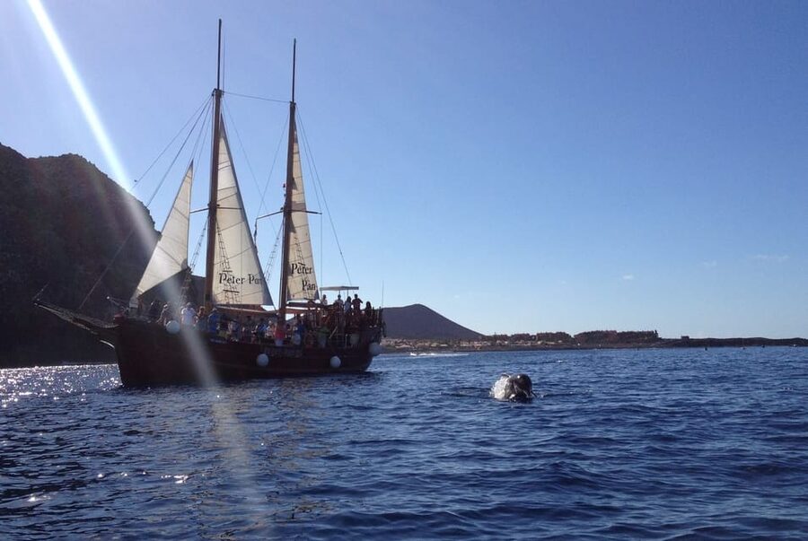 Costa Adeje: Respectful Whale-Watching Sailboat Tour & swim - Who will enjoy this sailing trip most