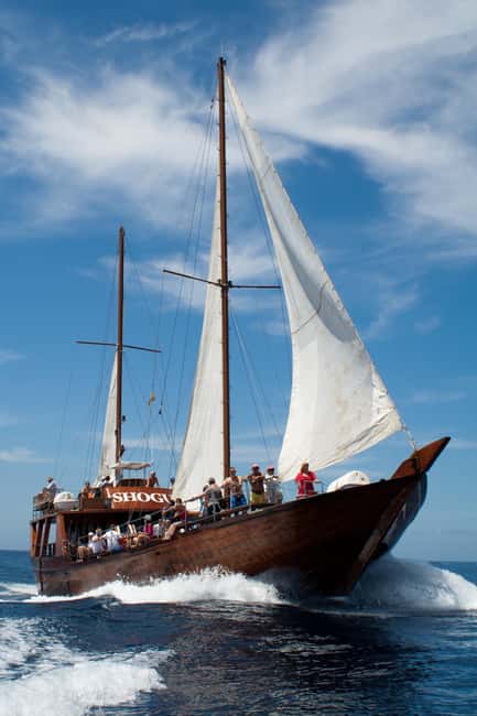 Costa Adeje: Respectful Whale-Watching Sailboat Tour & swim - Along Tenerife’s west coast in search of whales