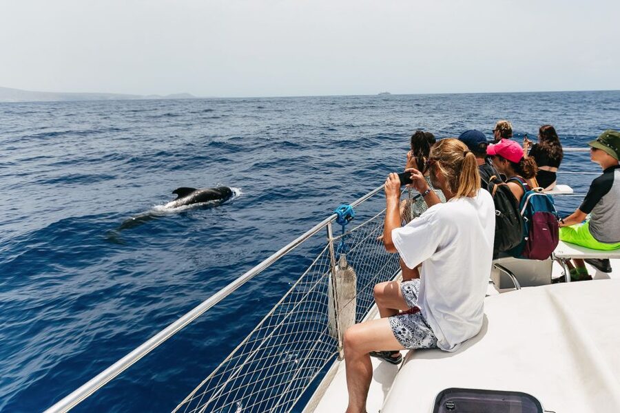 Costa Adeje: Whale Watching Catamaran Tour with Drinks - Final decision