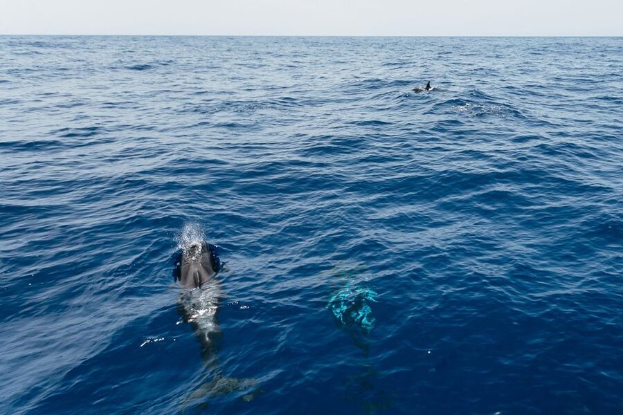 Costa Adeje: Whale Watching Catamaran Tour with Drinks - Dolphins, fish farms, and a chance of squid
