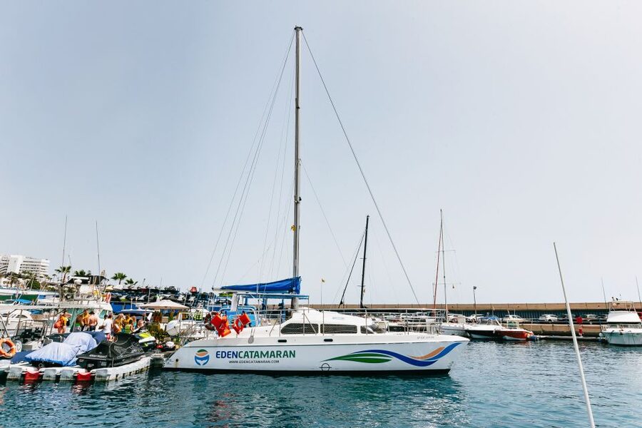 Costa Adeje: Whale Watching Catamaran Tour with Drinks - Is the $41 price good value?
